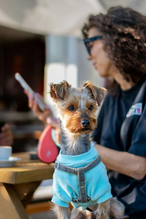 My Marketing Hub for Pet Services